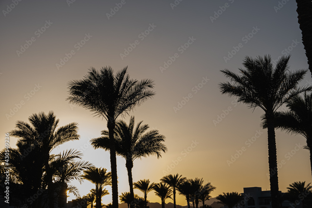 Obraz premium Beautiful sunset or sunrise view with blue sky, tropical palm trees. Summer travel vacation concept background