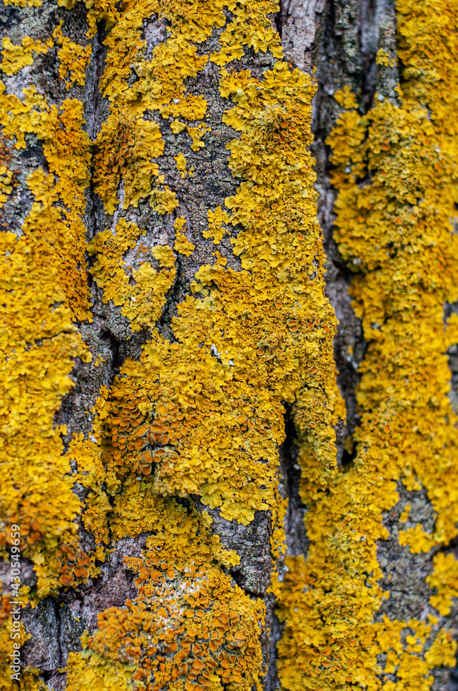 Rough bark old tree overgrown in places with yellow-orange moss, fungus close-up Rough bark old tree overgrown in places with yellow-orange moss, fungus close-up