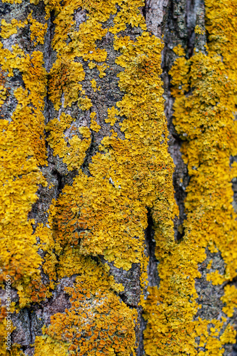 Rough bark old tree overgrown in places with yellow-orange moss, fungus close-up