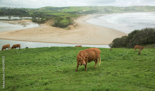Brown cows in a beautiful landscape
