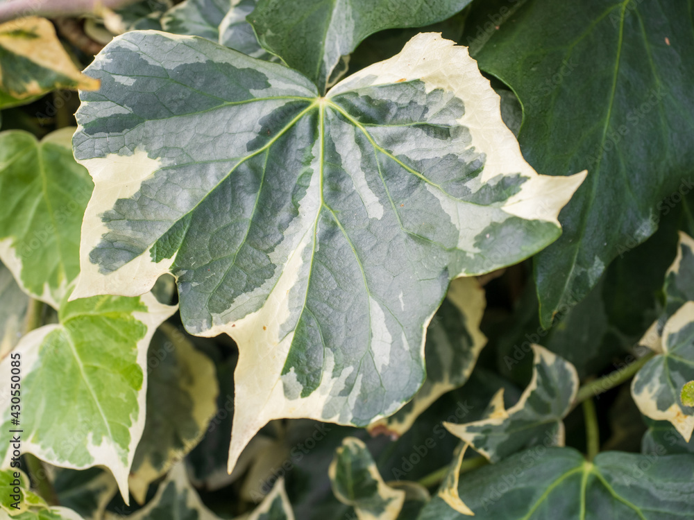 Algerian ivy green vine leaf white edges Algerian ivy green vine leaf white edges