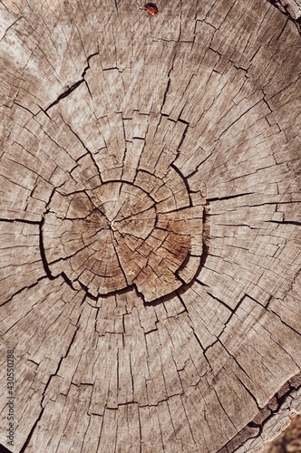 Background from an old cut wood, rotten cracked stump, textured wood surface. Outdoor atmospheric action. Close-up