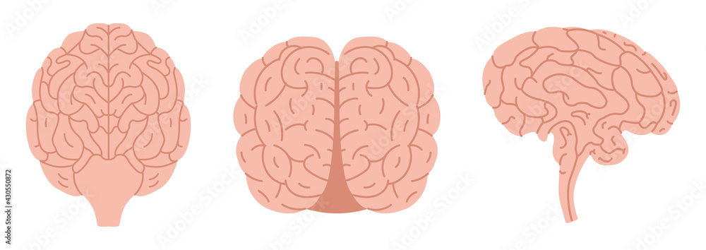 Vector flat illustration of human brain. Vector flat illustration of human brain.