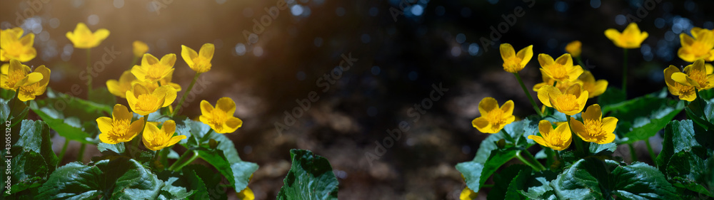 Flowers medicinal herbs plant background banner panorama - Blooming fresh Caltha palustris Ranunculaceae yellow yolk flowers on river bank in spring with bokeh lights - obrazy, fototapety, plakaty 