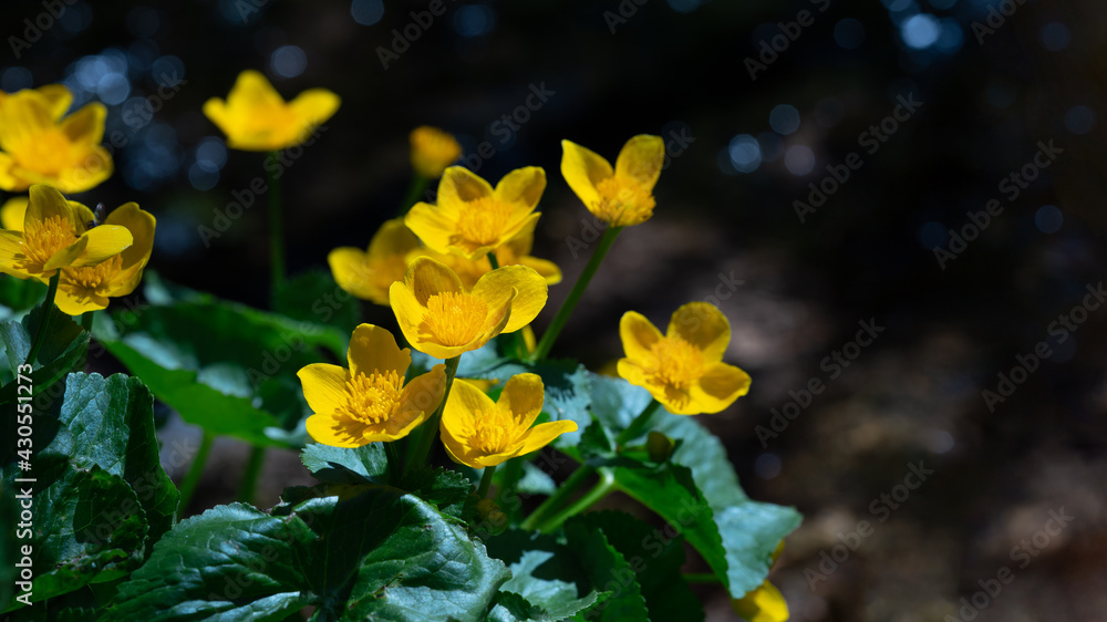 Flowers medicinal herbs plant background - Blooming fresh Caltha palustris Ranunculaceae yellow yolk flowers on river bank in spring with bokeh lights - obrazy, fototapety, plakaty 