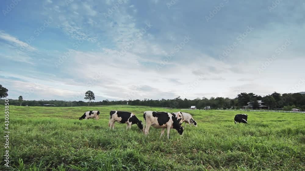 Beautiful landscape with black pied Dairy cows in rural farmland in Thailand