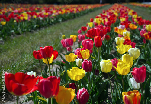 Beautiful coloured tulips in the Netherlands