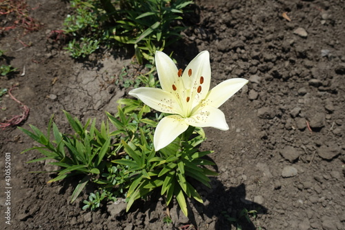 Top view of spotted white flower of true lily in June