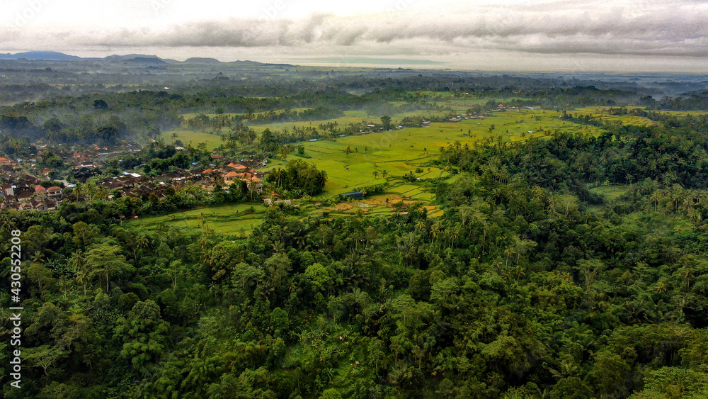 Drone Shot of Rice terrace in Bali