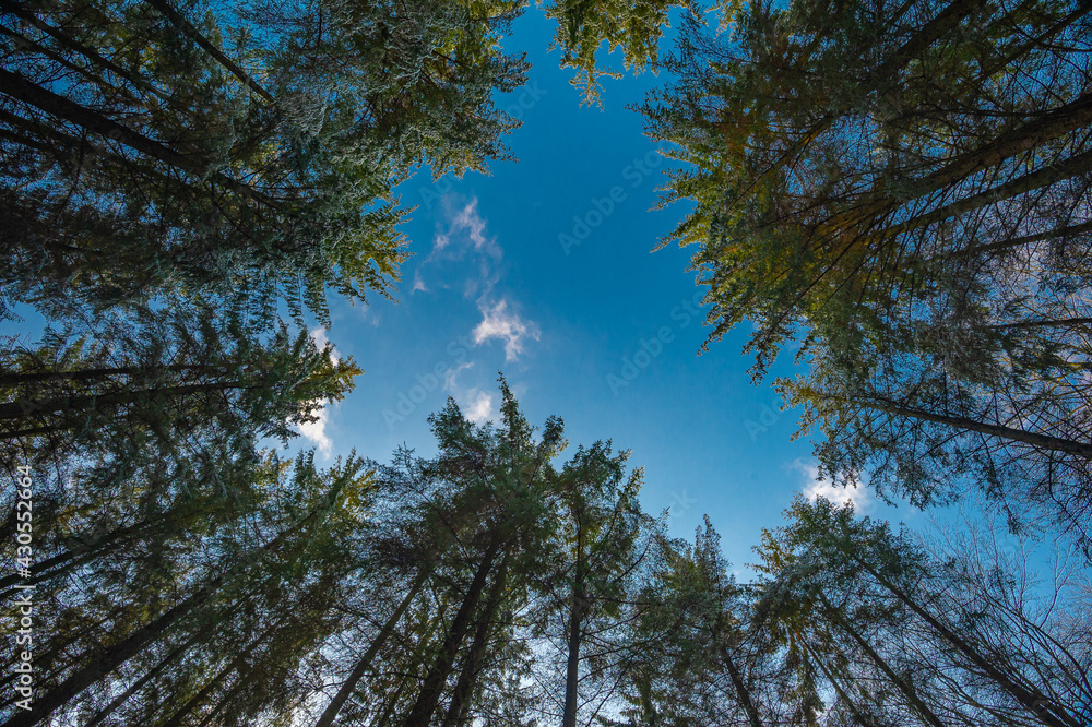 Fir trees point to the blue sky, early spring Fir trees point to the blue sky, early spring