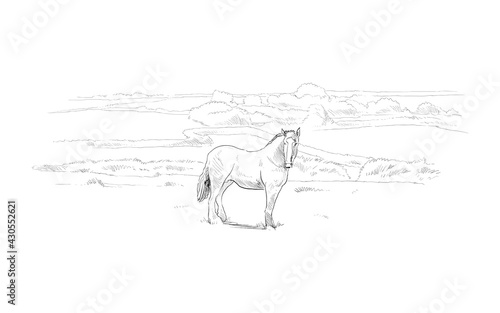 Horse on a meadow. Rural landscape. Farm sketch. Hand drawn vector illustration. 