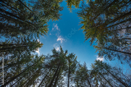 Fir trees point to the blue sky, early spring