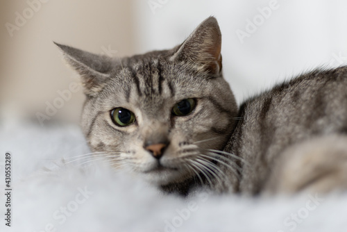 Wallpaper Mural くつろぐ猫　サバトラ猫 Torontodigital.ca