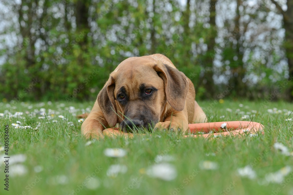 Broholmer dogs. The English dog was originally a watchdog for the court. Broholmer dogs. The English dog was originally a watchdog for the court.