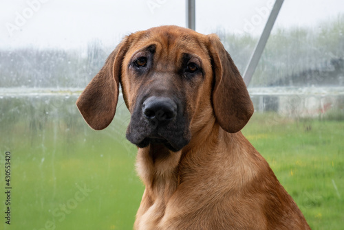 фотографія Broholmer dogs
