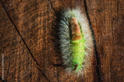 Top view of pale tussock (Calliteara pudibunda) caterpillar on a tree stump