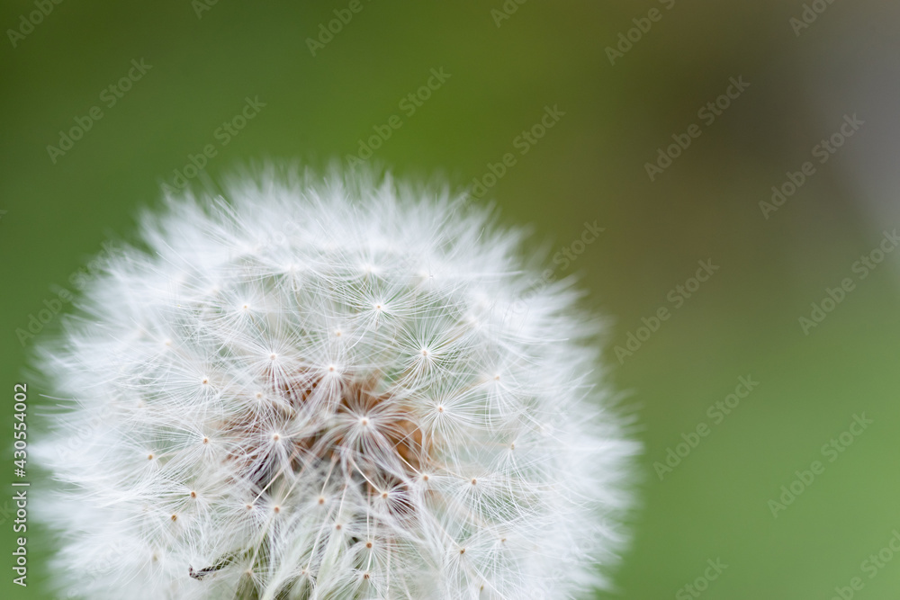 Fototapeta premium 風に揺れる綿毛