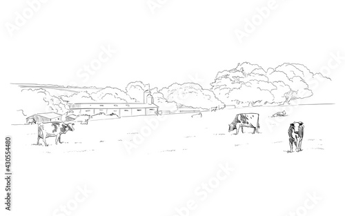 Cows are grazing in a meadow. Rural landscape. Farm sketch hand drawn vector illustration.