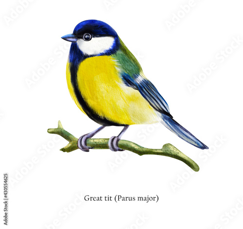 Great tit(Parus major) illustration isolated on white background