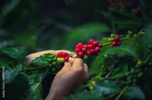 Farmers select and harvest fresh coffee beans for quality products.