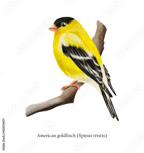 Obraz na plátne American goldfinch(Spinus tristis) illustration isolated on white background