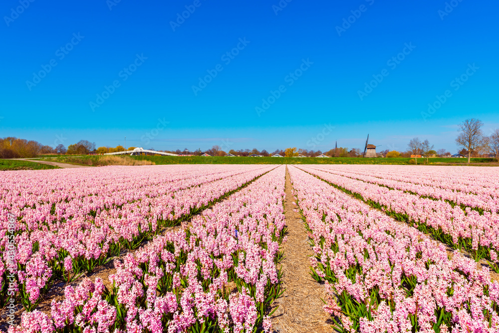 Pink Flower field in Alkmaar Netherlands in Spring