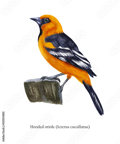 Φωτογραφία Hooded oriole(Icterus cucullatus) illustration isolated on white background