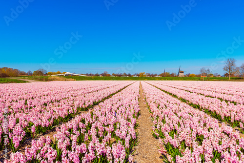 Obraz na płótnie Pink Flower field in Alkmaar Netherlands in Spring w salonie