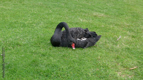 Black birds on the grass
