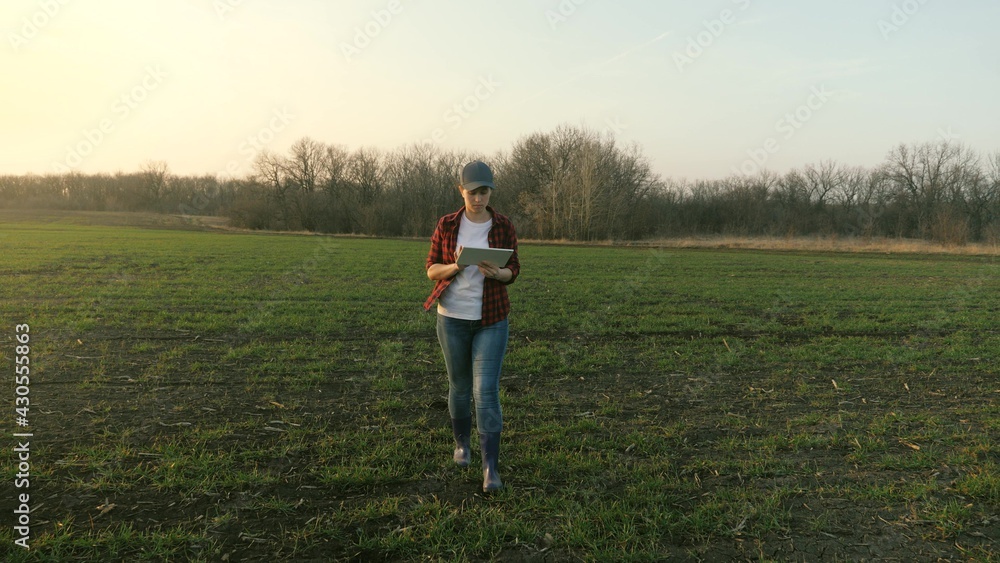 A woman agronomist walks across the field and works online in a tablet, a farmer makes an analysis of crops on the ground, a business project for growing vegetables and fruit crops, agricultural life