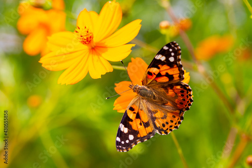 butterfly on flower © mehmetkrc