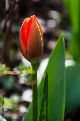 Red tulip bud