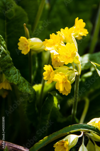 Close up cowslip flowers