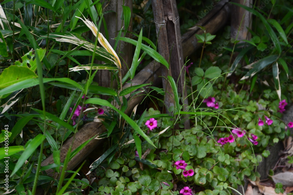 野の花 野の花