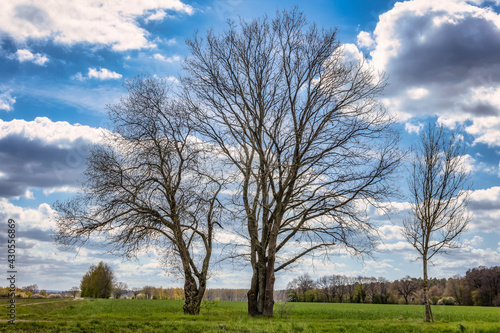 Baumfamilie ohne Blätter mit drei Bäumen zwischen Feldern vor leicht bewölktem blauen Himmel