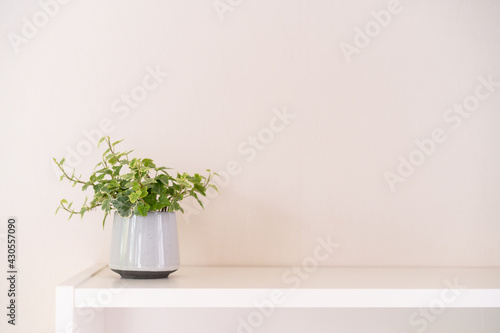 Beautiful green Ive plant in a clay pot decorated on a book shelf in a house