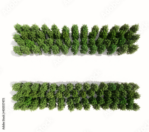 Concept or conceptual group of green forest tree isolated on white background, equal sign. 3d illustration metaphor for nature, conservation, global warming, environment, ecology, climate