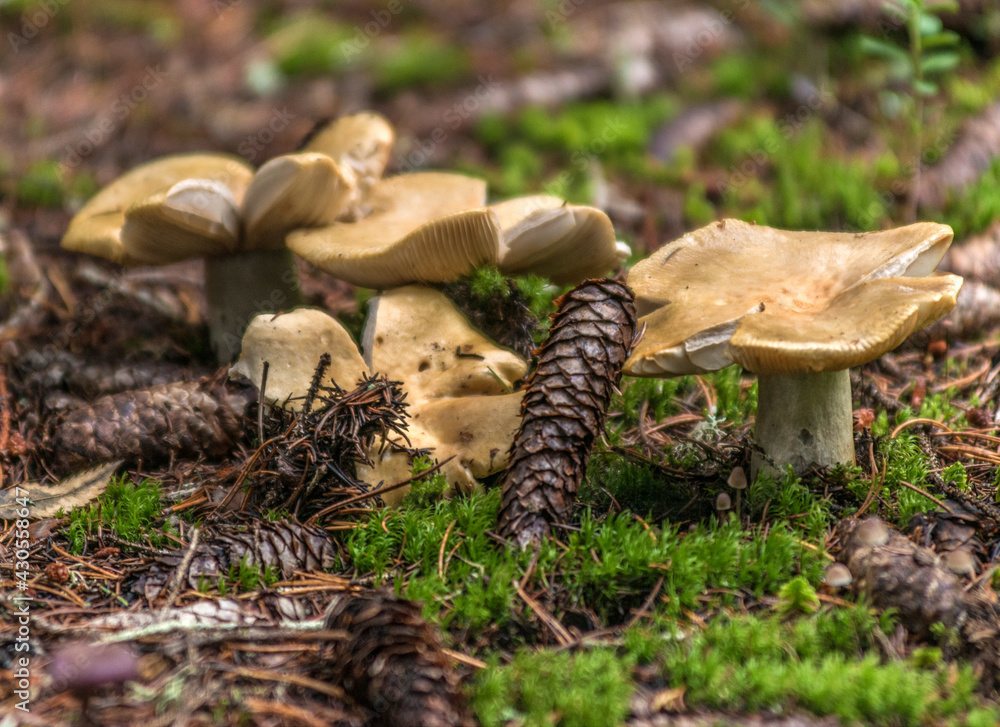 Champignons dans les mélèzes sur le plateau des Glières, Haute-Savoie,  France Stock Photo | Adobe Stock