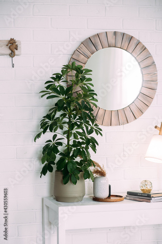 Green indoor plant bush in a pot. Scheffler