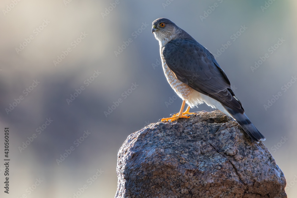 Obraz premium Sharp-shinned Hawk, Accipiter striatus
