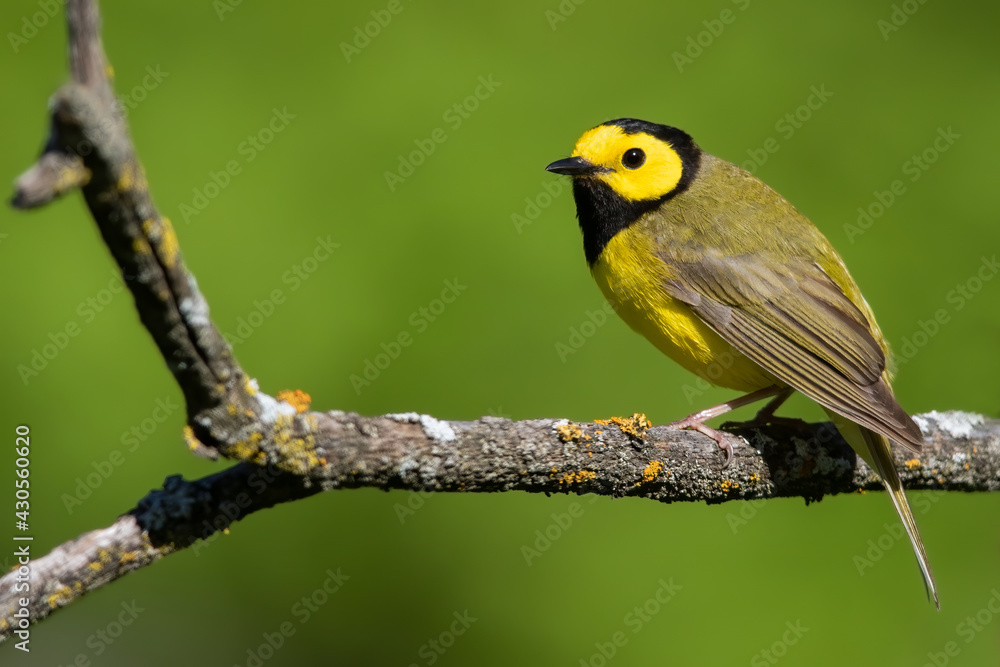 Hooded Warbler, Setophaga citrina