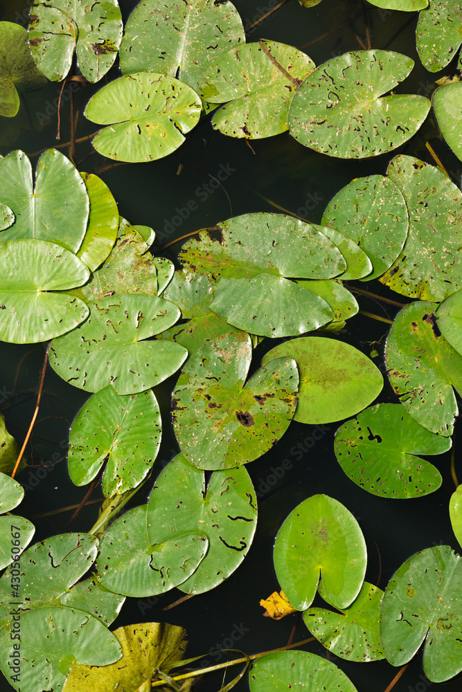 water lily leaves, on the river. water lily leaves, on the river.