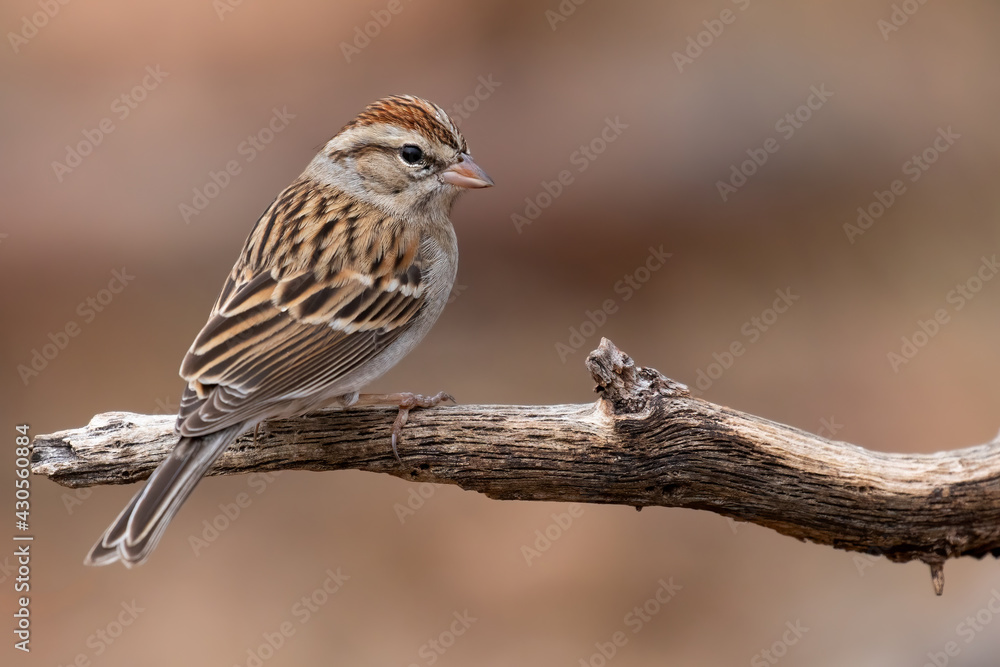 Chipping Sparrow, Spizella passerina