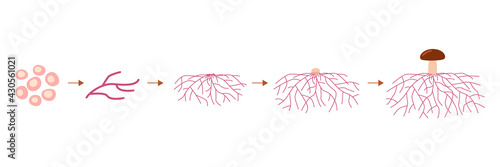 Mushroom life cycle stages, growth mycelium from spore. Spore germination, mycelial expansion and formation hyphal knot. Vector illustration photo