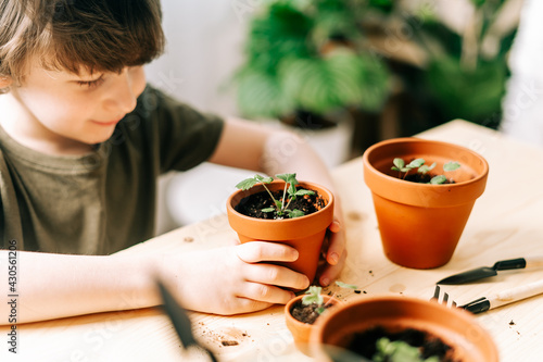 Child Kid boy gardener taking care and transplanting strawberries sprout plant into a new ceramic pot on the wooden table. Home gardening, love of houseplants. Spring time. Potted plants. 