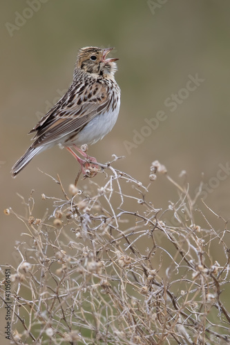Baird's Sparrow, Ammodramus bairdii © AGAMI