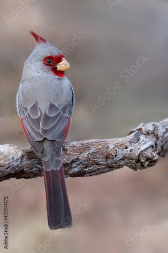 Pyrrhuloxia, Cardinalis sinuatus photo