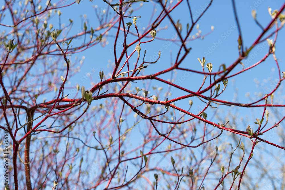 Red branches of a Cornus alba 'Sibirica' against a blue sky background Red branches of a Cornus alba 'Sibirica' against a blue sky background