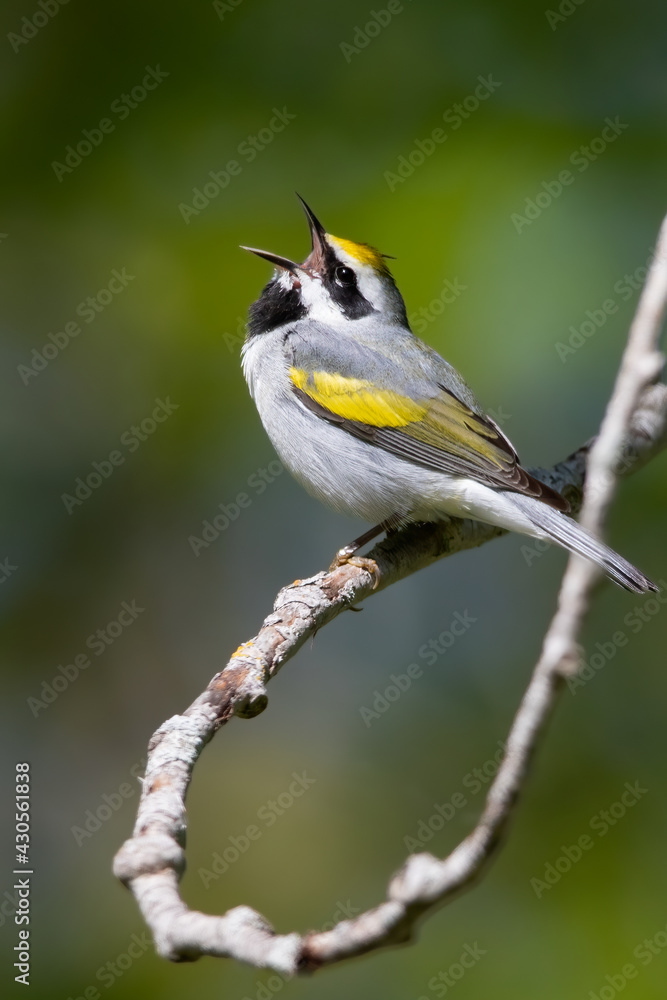 Obraz premium Golden-winged Warbler, Vermivora chrysoptera