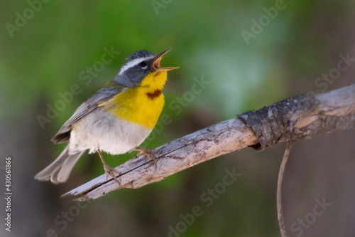 Crescent-chested Warbler, Oreothlypis superciliosa © AGAMI